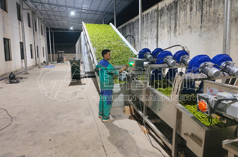 云南保山豆角烘干現(xiàn)場